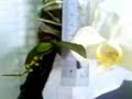 smallest phalaenopsis