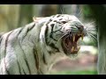 tigre tigre
