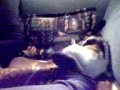 Crazy cat in Sweden