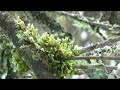 Entheogen Meadow (Erik Satie - Gnossiennes) Entheogen Meadow (Erik Satie - Gnossiennes)
