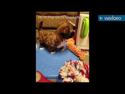 G6-02 ShayLabet Female Lhasa Pup