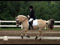 Beautiful and cute fjord horses you must watch til the end where it is best.
