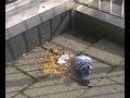Duiven zijn echt smerig!! Vliegende ratten van de stad! Duiven zijn echt smerig!! Vliegende ratten van de stad!
