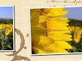 Sunflowers - Girasoli