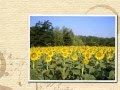 Sunflowers - Girasoli