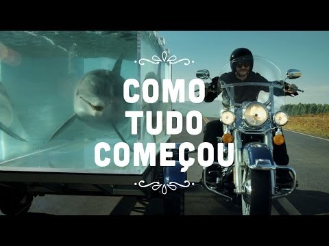 Golfinho