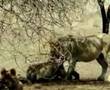 clip video Youssou N'Dour Safari Song
