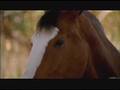 Budweiser Team Super Bowl XLII clip