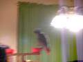 videos de Bazzil the Bird