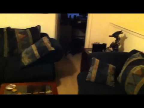 Spaniel dog plays hide & seek