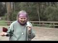 Puffing Billy and Rosella birds in Australia (NZAT-3)