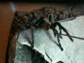 Cobalt Blue Tarantula