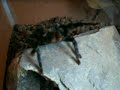 Cobalt Blue Tarantula