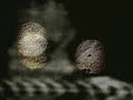Frakkur (jonsi) untitled video
