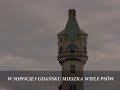 Gda?sk i Sopot walcz? z psimi kupami