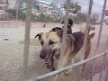 perros asoka