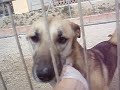perros asoka