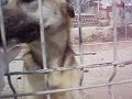 perros asoka