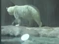 Polar Bears at Play Polar Bears at Play