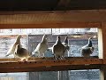 Racing pigeons Sabol Oliver Racing pigeons Sabol Oliver