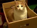 The Box - Day 16 Wet Cat Food Night