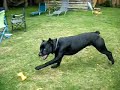 Tundra... Just Being A Dog