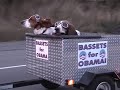 Bassets for Obama Bassets for Obama