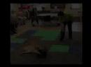 Capering Canines of Cape Cod