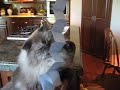 Mr. Doll Face Plays with Post-It Notes