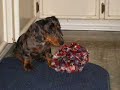 cute-baby-dachshund-puppy.html