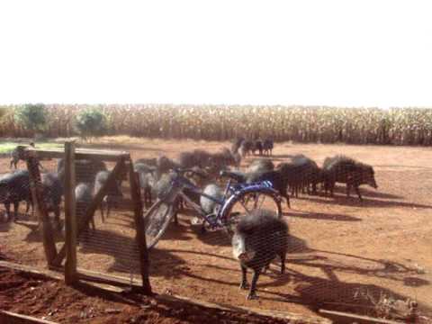 Porco do Mato - Fazenda (Lucas do Rio Verde - MT)