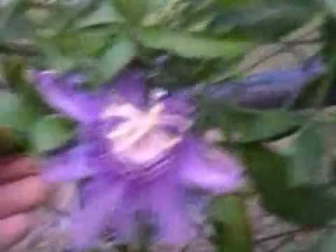 how to care for a purple passion vine
