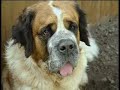 How to stop your dog jumping - Barking Mad - BBC Pets