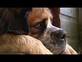 How to stop your dog jumping - Barking Mad - BBC Pets