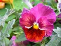 MY GARDEN ONE SWEET MOMENT IN TIME MY GARDEN ONE SWEET MOMENT IN TIME