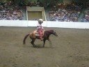 2008 Congress Freestyle Reining--Brutus!