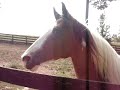 My horse coming to me in the pasture