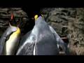 YouTube - King Penguin-Cincinnati Zoo
