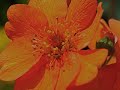 salpedi-Macro Photography (Part 1 )