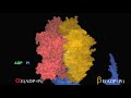 Conformational Changes in the Beta Subunits of the ATPase Conformational Changes in the Beta Subunits of the ATPase