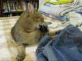 videos de 081120_小可愛自high 2
