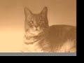 猫動画