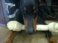 ドーベルマン 骨大好き 嫌々お手するゼロ君 Doberman ZERO