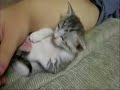 Funny Cats