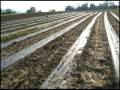 Rocking S Farms - Eastern Carolina Organics