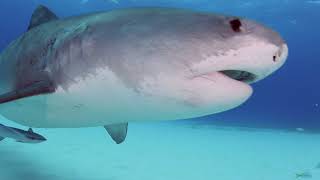 Expedition Notebook: The Tiger Shark