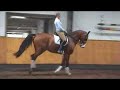 by Solos Landwind - Danish Warmblood Dressage Horse for Sale