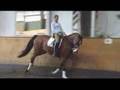 by Solos Landwind - Danish Warmblood Dressage Horse for Sale