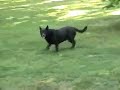 Keli, the soccer dog Keli, the soccer dog