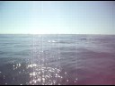 Humback whale - part 5